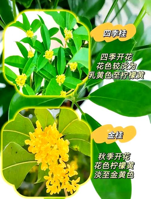 结果的桂花是什么品种-图2