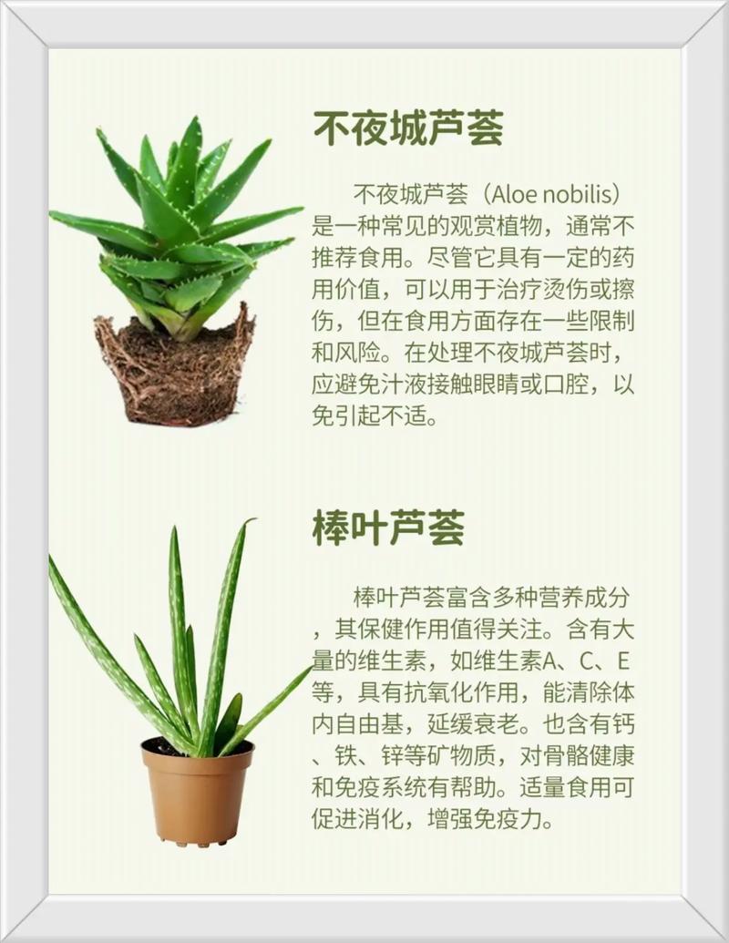 芦荟品种有哪些？附图片看图识种。-图1