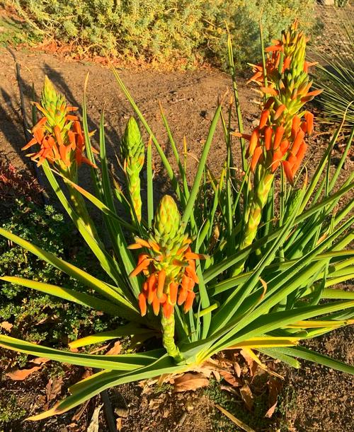 芦荟品种有哪些？附图片看图识种。-图2