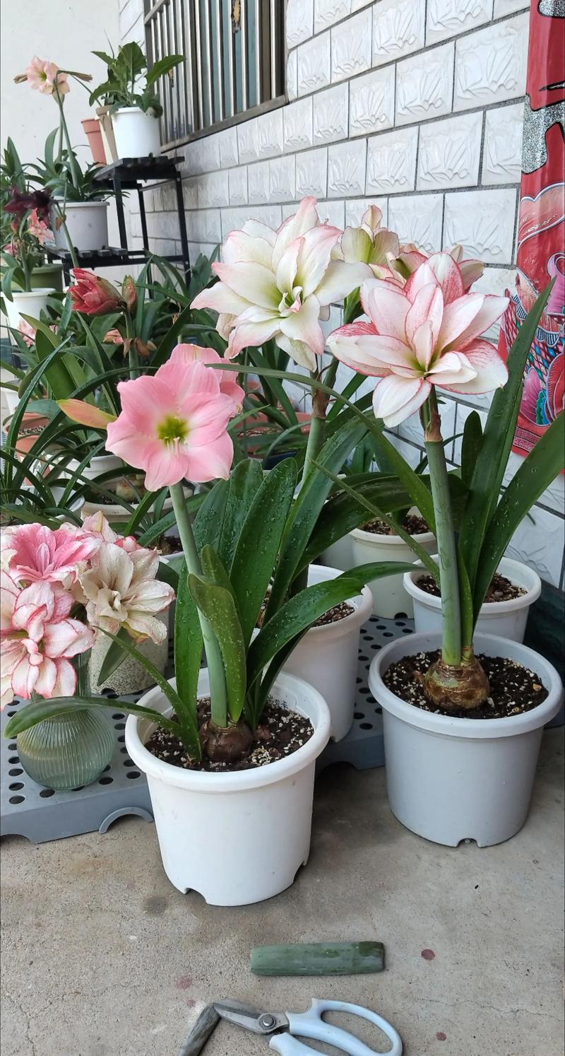 家庭养花常见品种有哪些？-图2