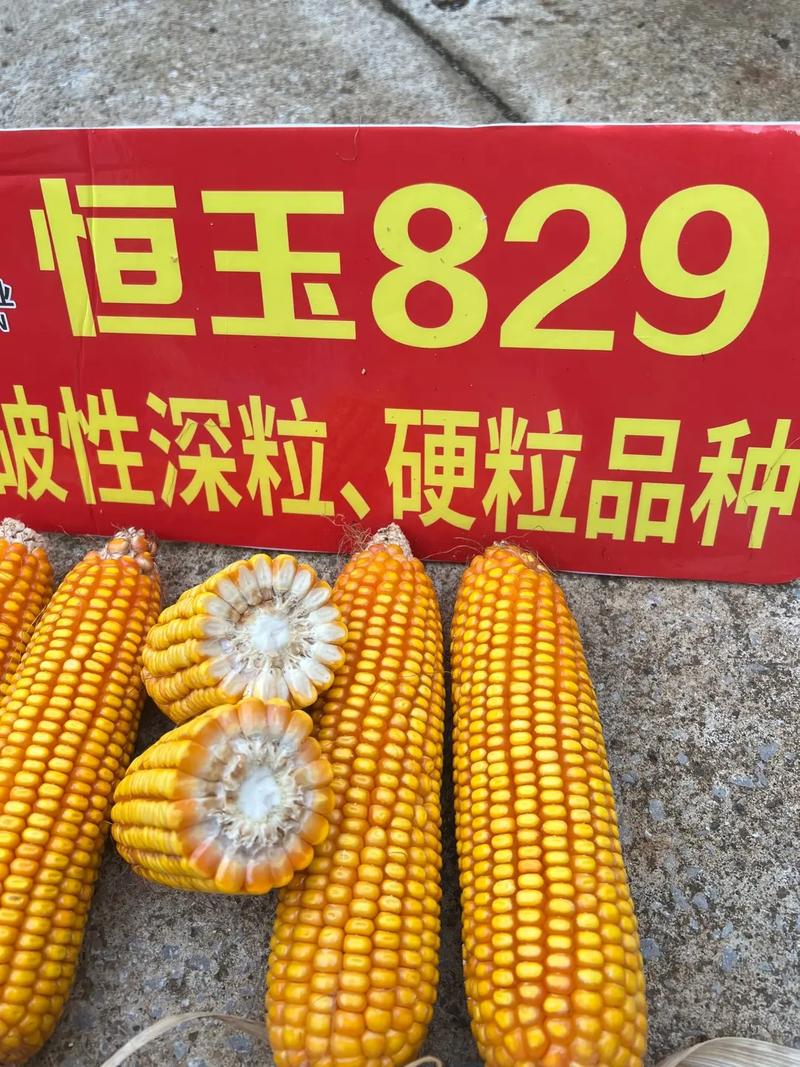 辽宁玉米种子高产品种有哪些推荐?-图1 辽宁玉米种子高产品种有哪些推荐?-图1