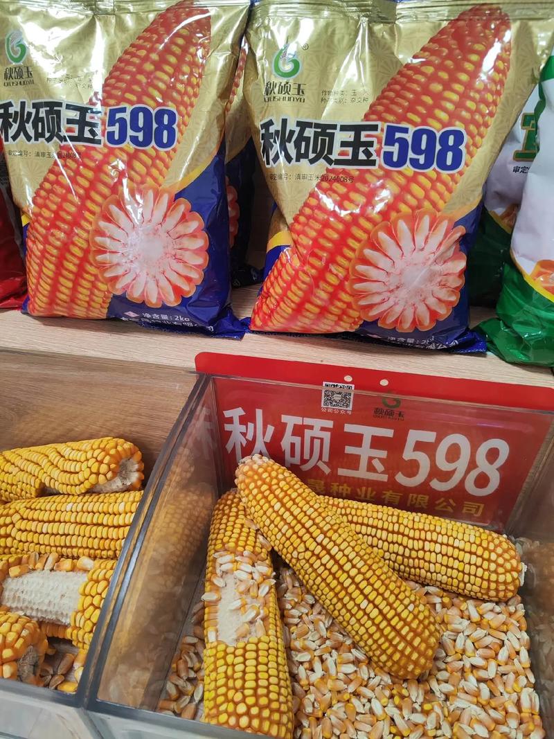 辽宁玉米种子高产品种有哪些推荐?-图2 辽宁玉米种子高产品种有哪些推荐?-图2