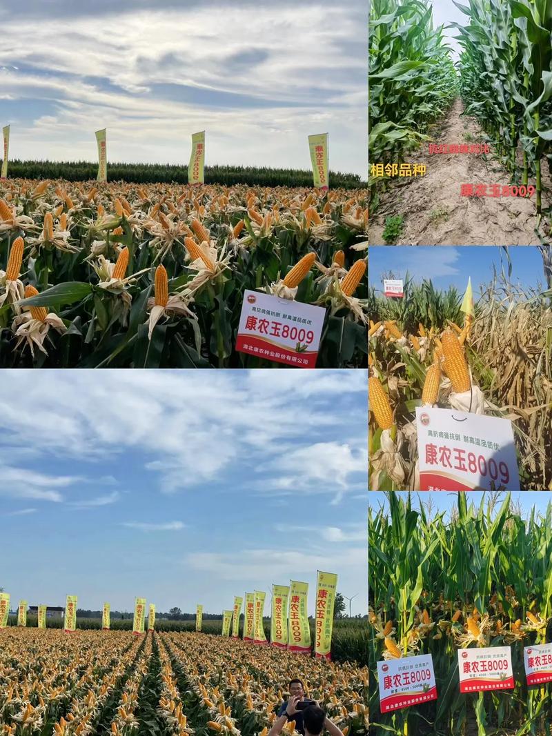 辽宁玉米种子高产品种有哪些推荐?-图3 辽宁玉米种子高产品种有哪些推荐?-图3