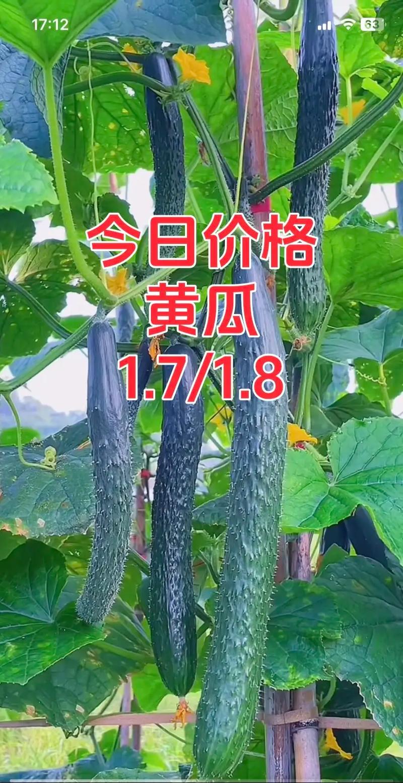 辽宁黄瓜批发价格行情-图2