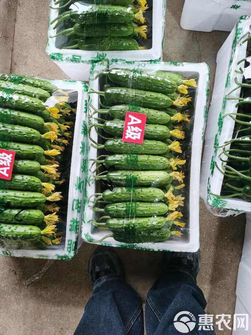 辽宁黄瓜批发价格行情-图3