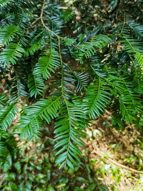 红豆杉哪个品种最珍贵？-图1