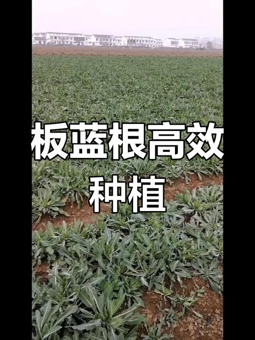 板蓝根种植技术有哪些关键要点？-图1