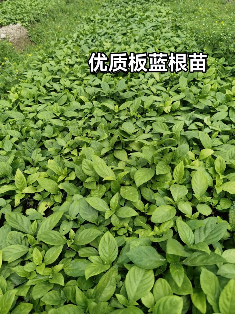 板蓝根种植技术有哪些关键要点？-图2