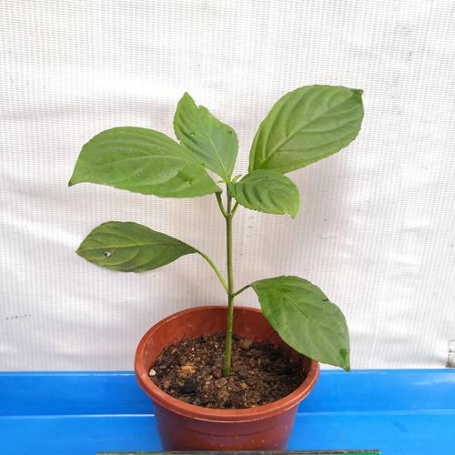 板蓝根种植技术有哪些关键要点？-图3