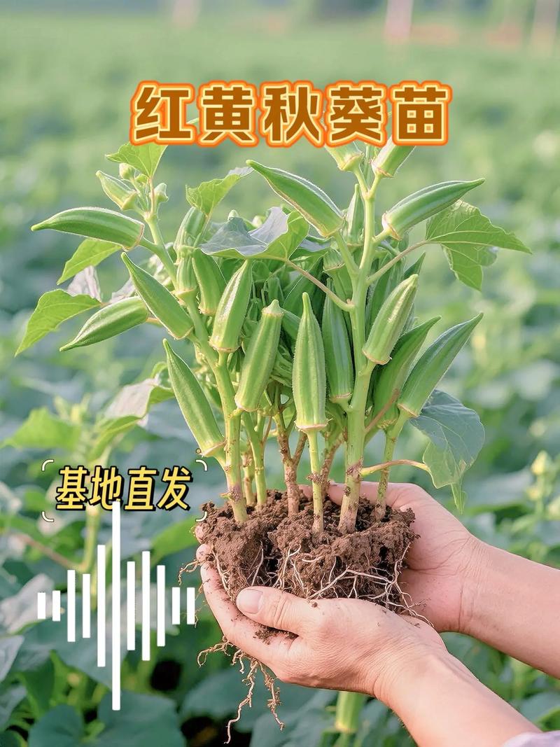 黄秋葵怎么种？管理技巧有哪些？-图1