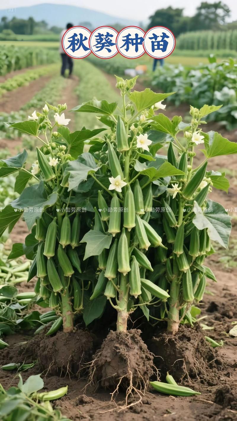 黄秋葵怎么种？管理技巧有哪些？-图2