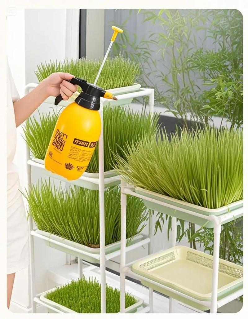 水培蔬菜技术如何实现高效种植？-图1