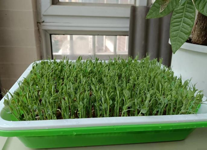 水培蔬菜技术如何实现高效种植？-图3