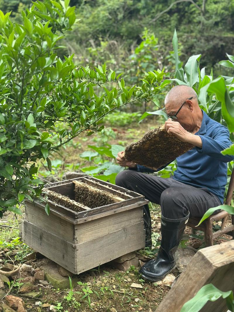 蜜蜂养殖技术资料哪里能下载?-图3 蜜蜂养殖技术资料哪里能下载?-图3