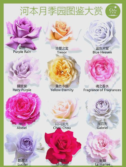 月季十大经典品种有哪些?-图1 月季十大经典品种有哪些?-图1