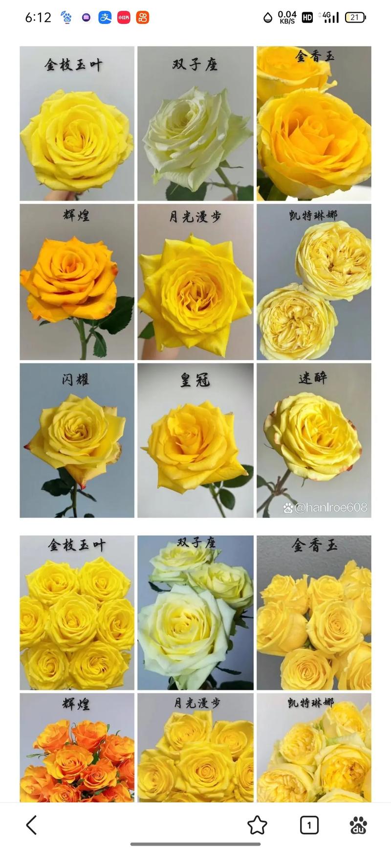 月季十大经典品种有哪些?-图2 月季十大经典品种有哪些?-图2