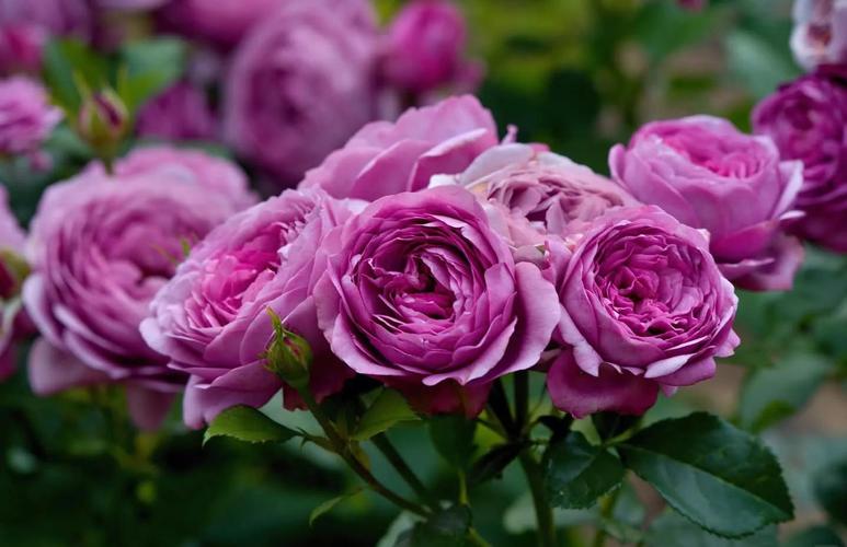 月季十大经典品种有哪些?-图3 月季十大经典品种有哪些?-图3