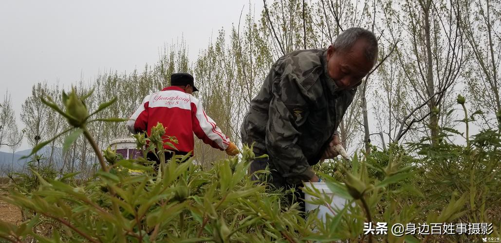 油牡丹种植视频怎么学？关键技巧有哪些？-图1