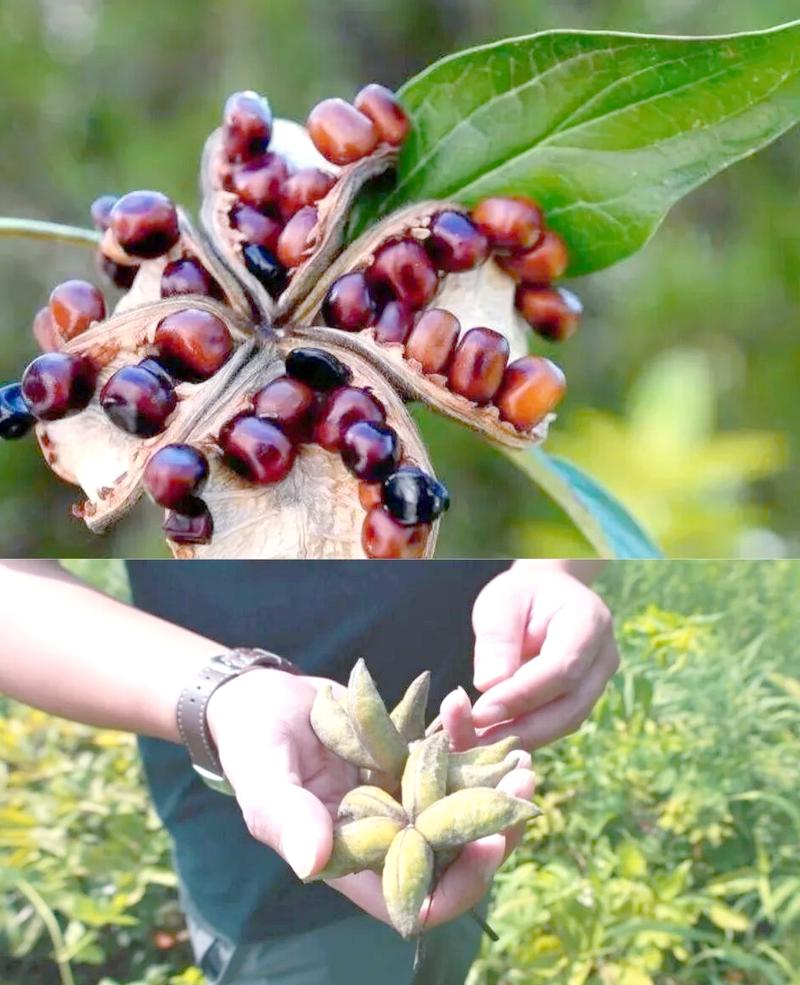 油牡丹种植视频怎么学？关键技巧有哪些？-图2