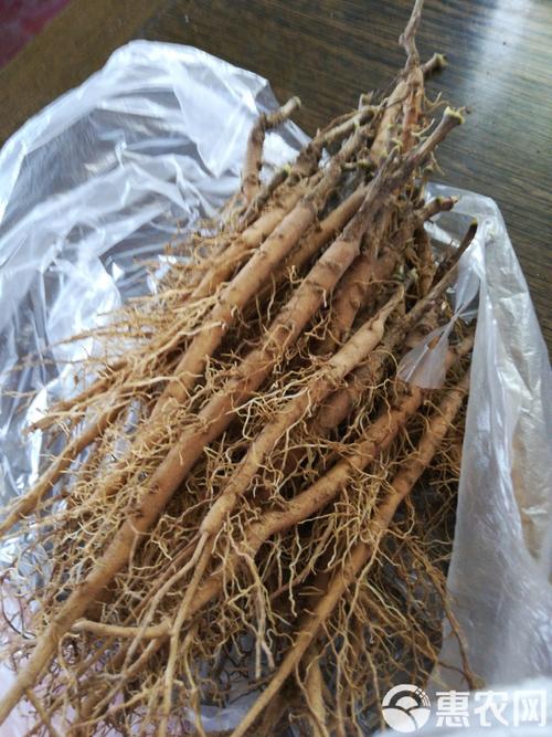 油牡丹种植视频怎么学？关键技巧有哪些？-图3