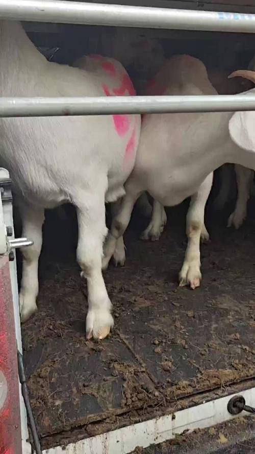 山东郓城养羊最新价格多少？-图2