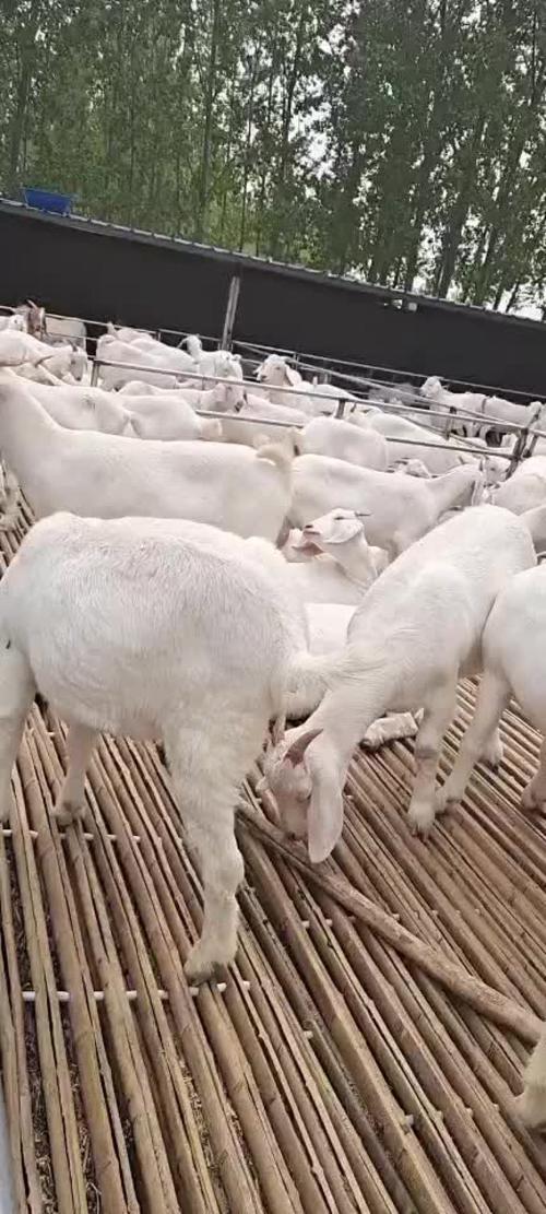 山东郓城养羊最新价格多少？-图1