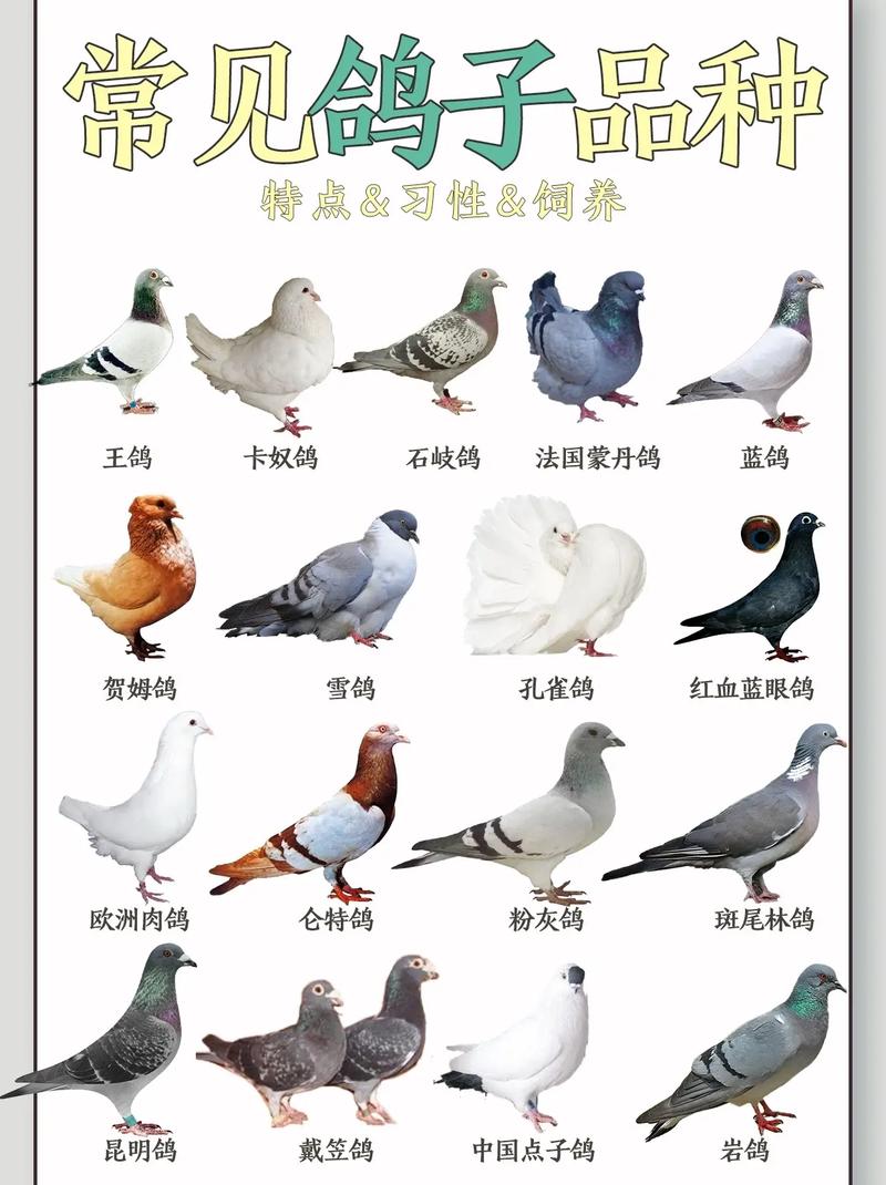 哪种鸽子繁殖速度最快?-图1 哪种鸽子繁殖速度最快?-图1
