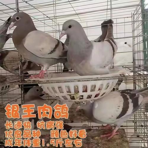哪种鸽子繁殖速度最快?-图2 哪种鸽子繁殖速度最快?-图2