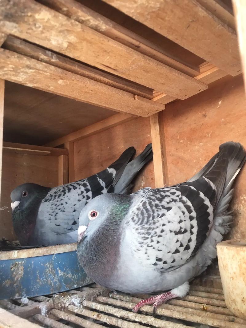 哪种鸽子繁殖速度最快?-图3 哪种鸽子繁殖速度最快?-图3