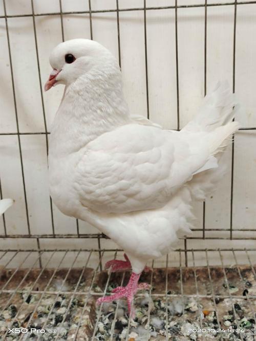 哪种观赏鸽品种颜值最高？-图2