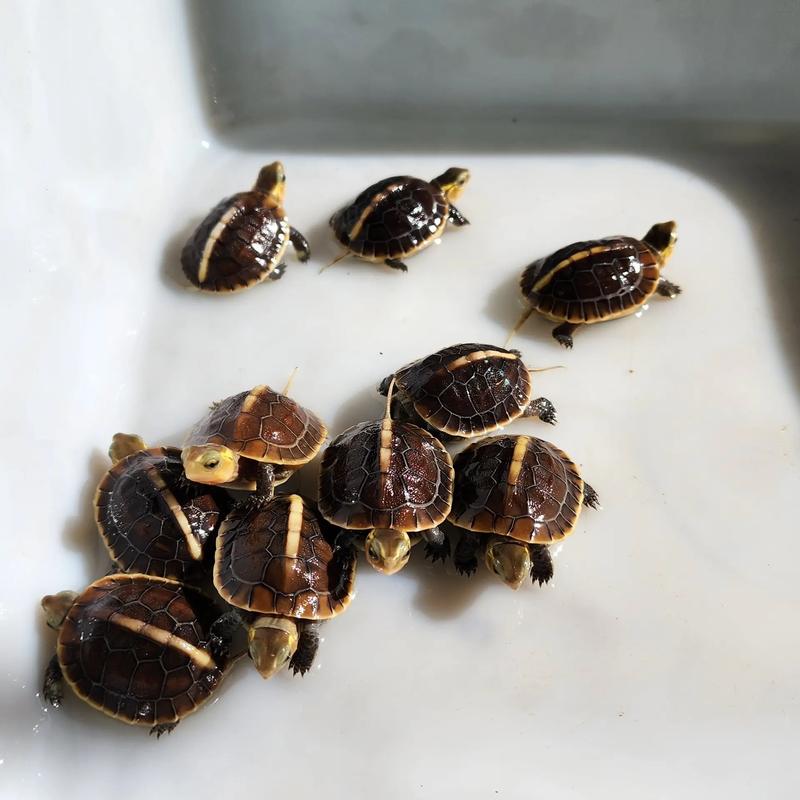 黄缘龟养殖技术视频,新手该怎么学?-图1 黄缘龟养殖技术视频,新手该怎么学?-图1