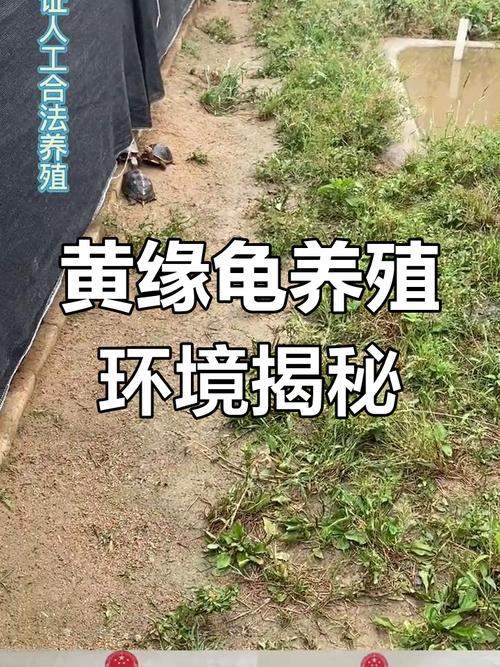 黄缘龟养殖技术视频,新手该怎么学?-图3 黄缘龟养殖技术视频,新手该怎么学?-图3