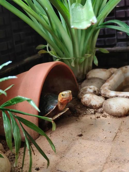 黄缘龟养殖技术视频,新手该怎么学?-图2 黄缘龟养殖技术视频,新手该怎么学?-图2