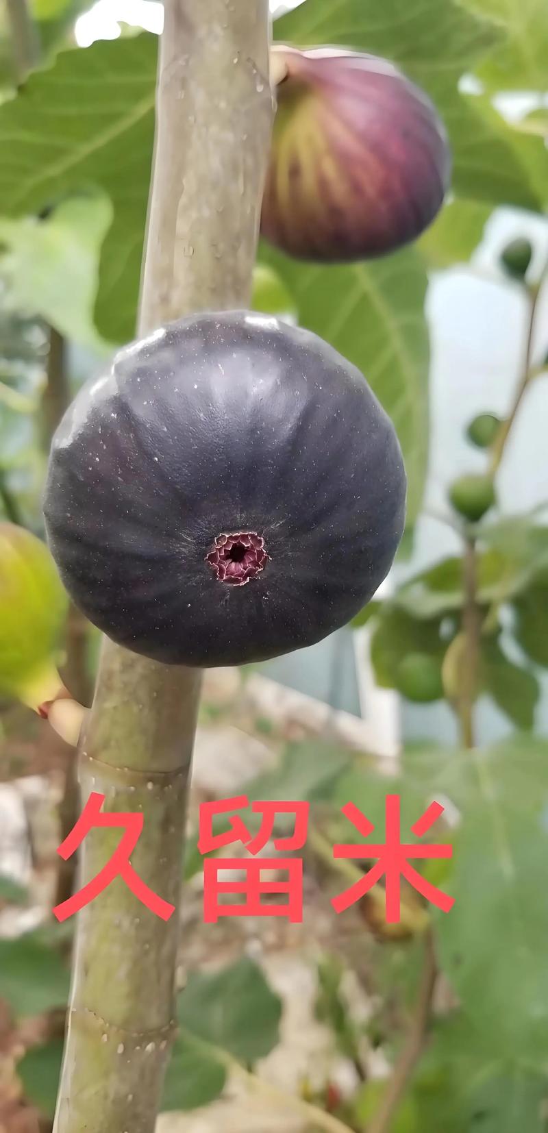 无花果种类品种有哪些？-图3