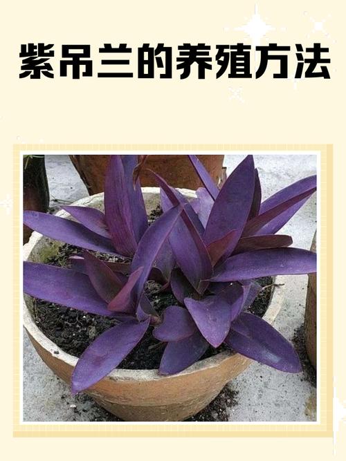 吊兰品种有哪些?附图片吗?-图2 吊兰品种有哪些?附图片吗?-图2