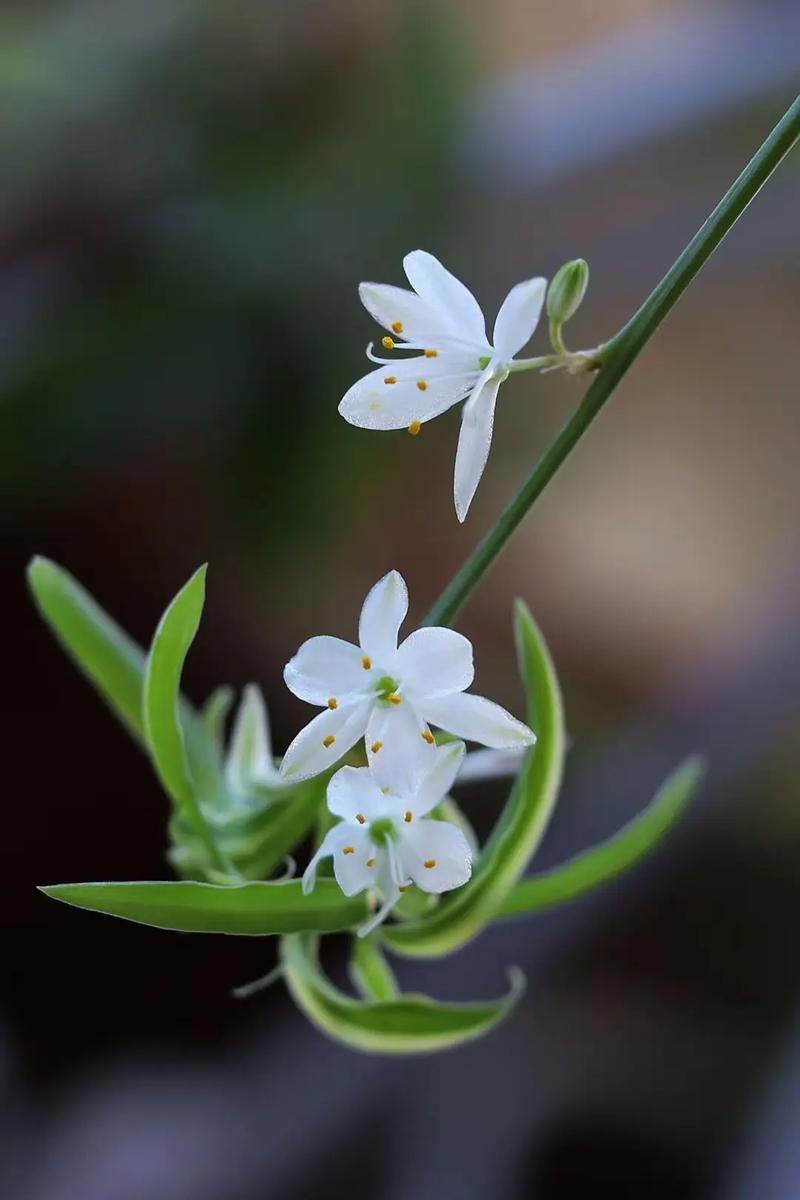 吊兰品种有哪些?附图片吗?-图1 吊兰品种有哪些?附图片吗?-图1