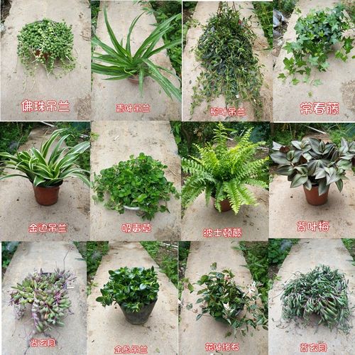 吊兰品种有哪些?附图片吗?-图3 吊兰品种有哪些?附图片吗?-图3