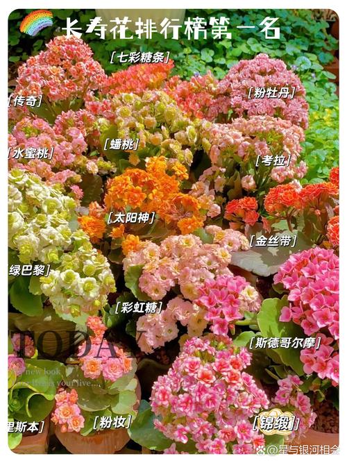 哪些长寿花品种最好看?-图1 哪些长寿花品种最好看?-图1