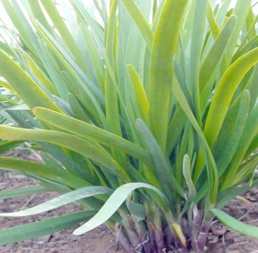 盆栽有机韭菜种植技术-图3