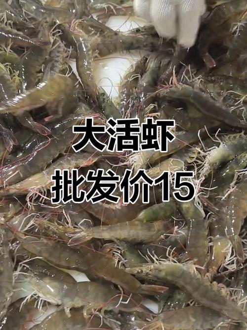河虾批发价今日行情如何?-图2 河虾批发价今日行情如何?-图2