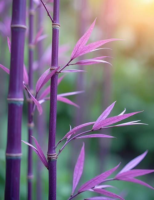 家养竹子品种有哪些?-图1 家养竹子品种有哪些?-图1