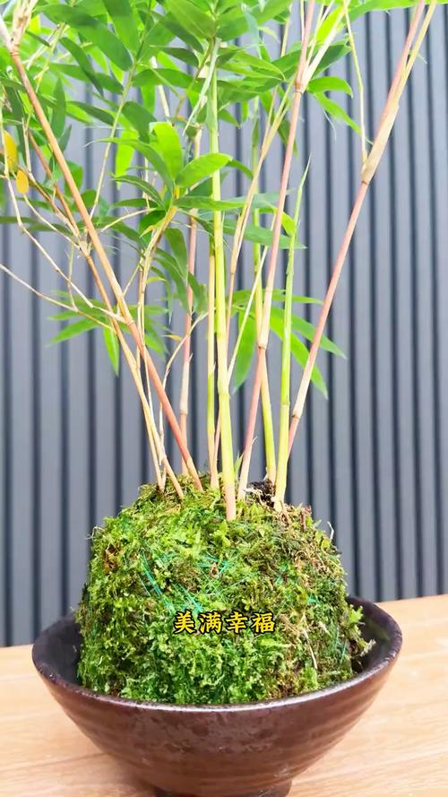 家养竹子品种有哪些?-图2 家养竹子品种有哪些?-图2