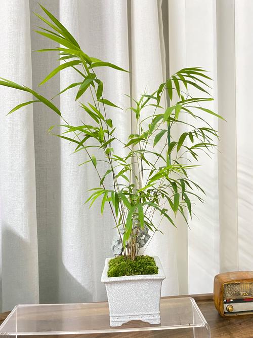 家养竹子品种有哪些?-图3 家养竹子品种有哪些?-图3