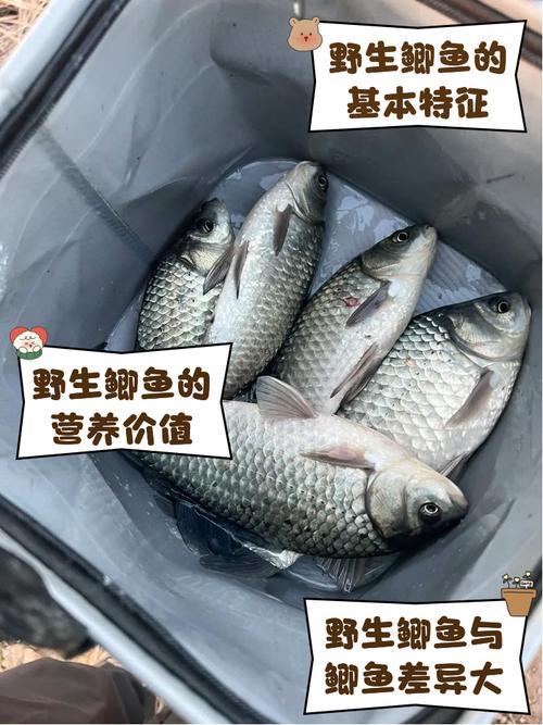 成都鲫鱼批发价现在啥行情?-图1 成都鲫鱼批发价现在啥行情?-图1