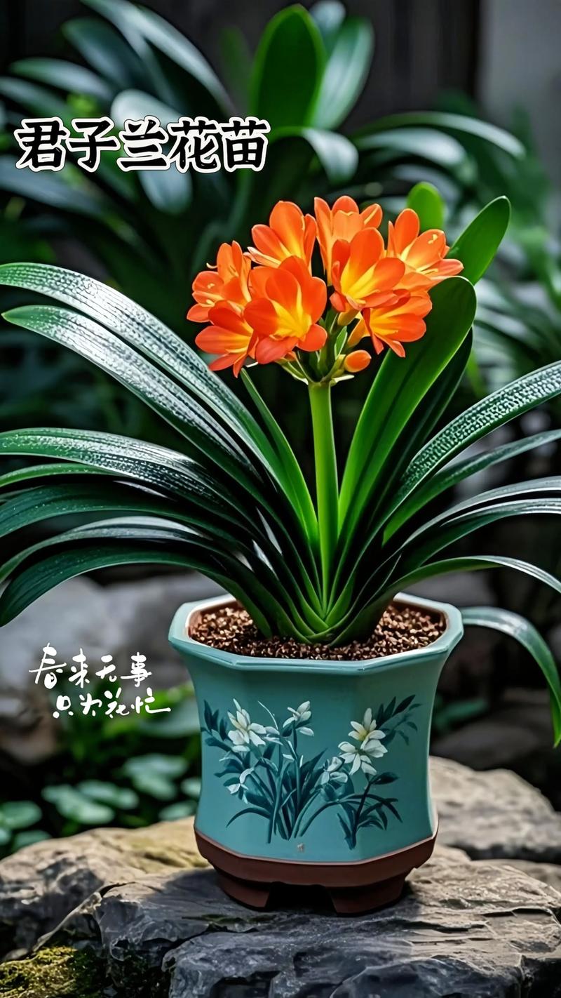 君子兰最高价多少?图片值这个价吗?-图1 君子兰最高价多少?图片值这个价吗?-图1