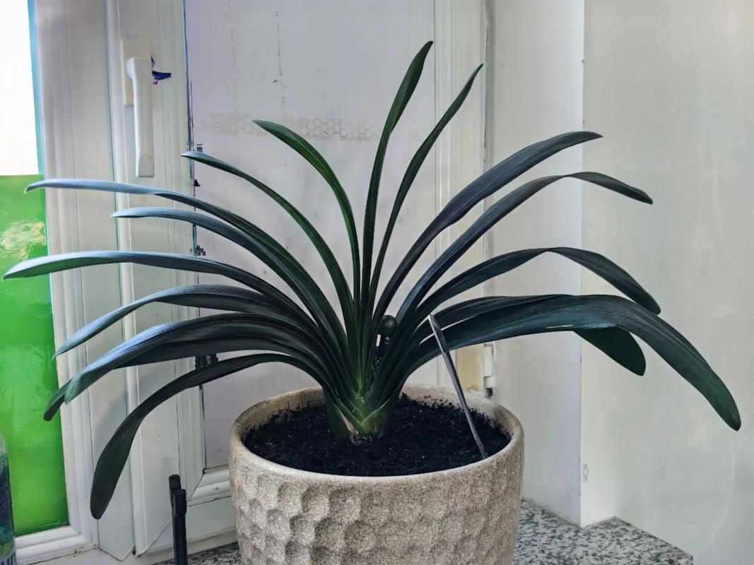 君子兰最高价多少?图片值这个价吗?-图2 君子兰最高价多少?图片值这个价吗?-图2