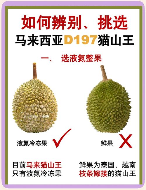 榴莲品种如何靠图片辨认？-图2