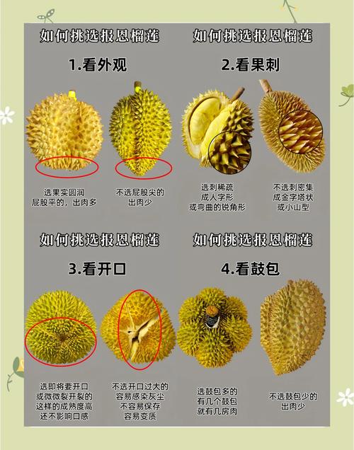 榴莲品种如何靠图片辨认？-图3