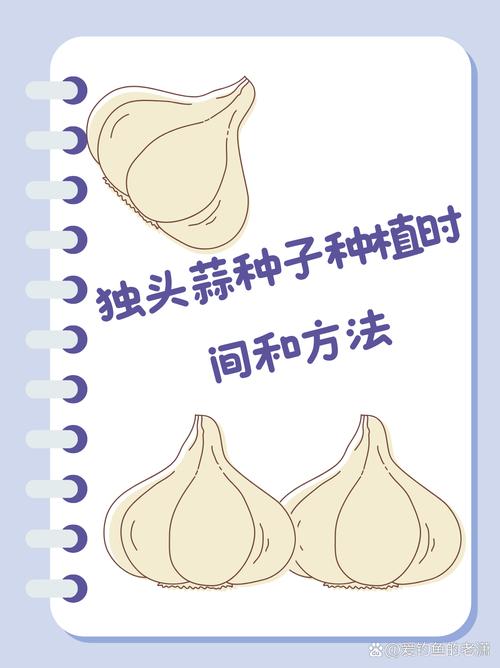 大蒜何时种？技术要点有哪些？-图2
