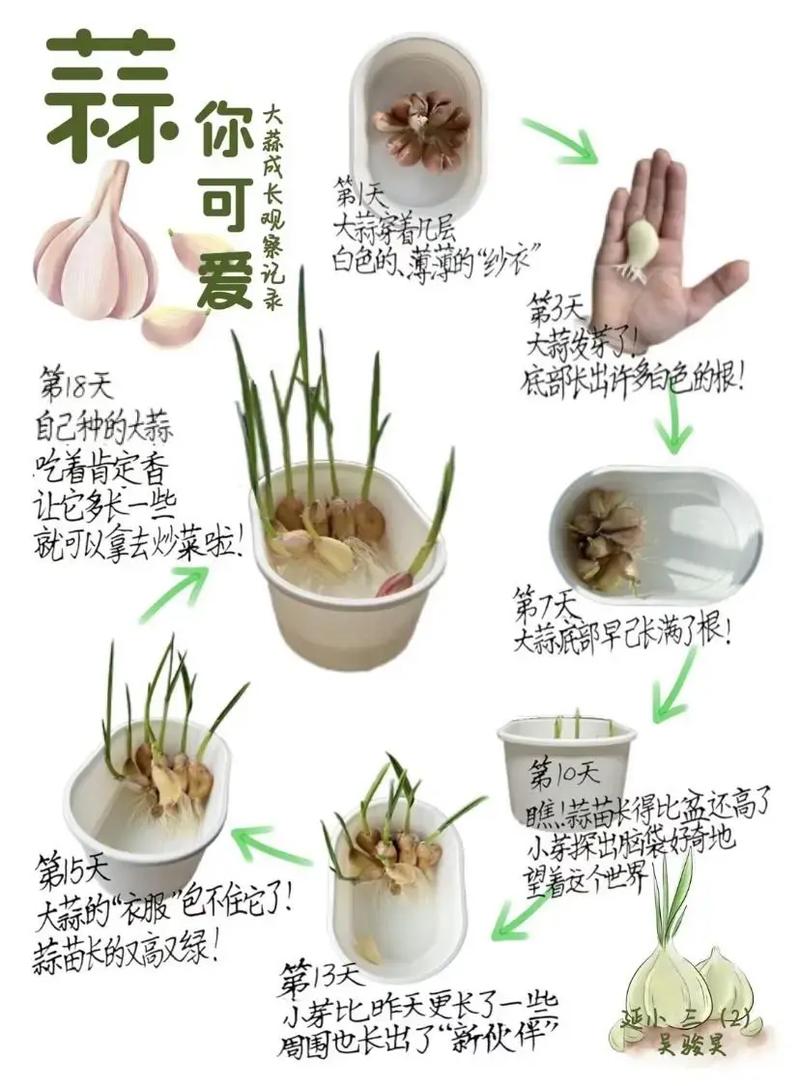 大蒜何时种？技术要点有哪些？-图3